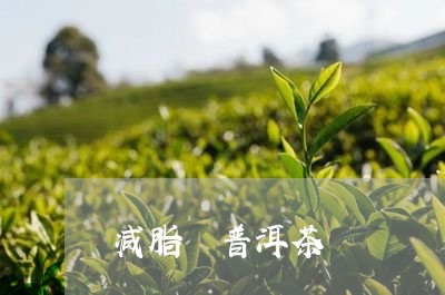 减脂 普洱茶/2023042747201